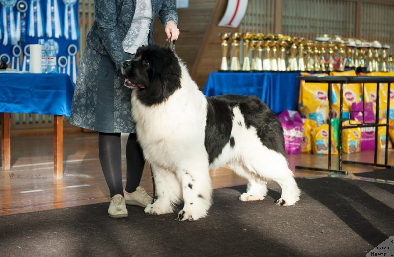 Фото: ньюфаундленд Kiss Princess Dreamblack