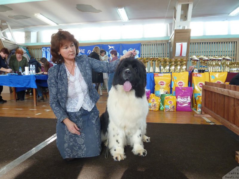 Фото: ньюфаундленд Kiss Princess Dreamblack