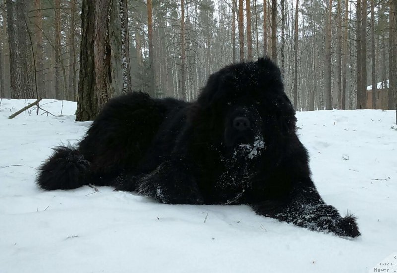 Фотография № 202133