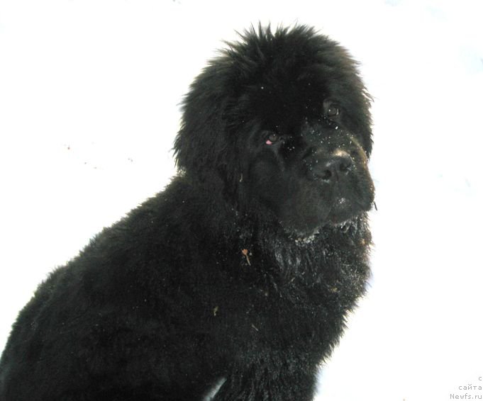 Фотография № 202134