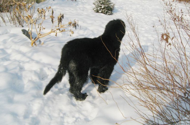 Фото: ньюфаундленд С'Нежная Вьюга Биг Рашшен Босс