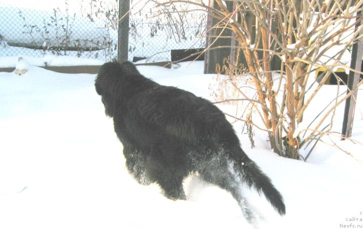 Фото: ньюфаундленд С'Нежная Вьюга Биг Рашшен Босс