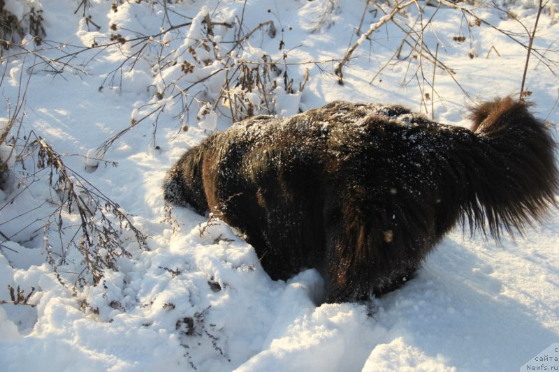 Фото: ньюфаундленд Бегущая по Волнам Ринг оф Фире (Beguschaya po Volnam Ring of Fire)