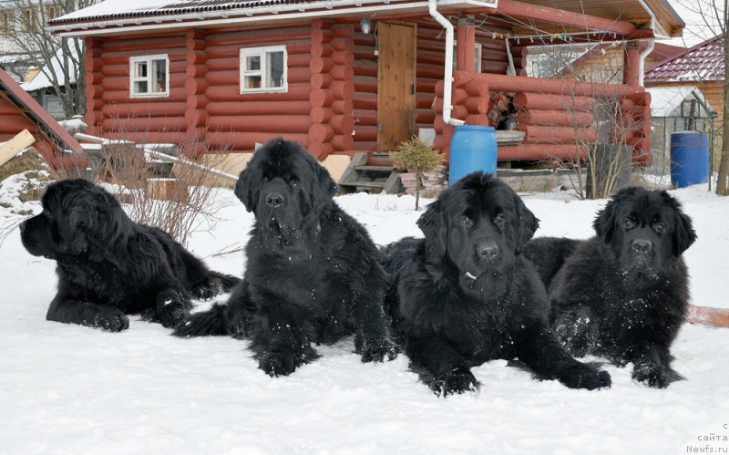 Фотография № 202141