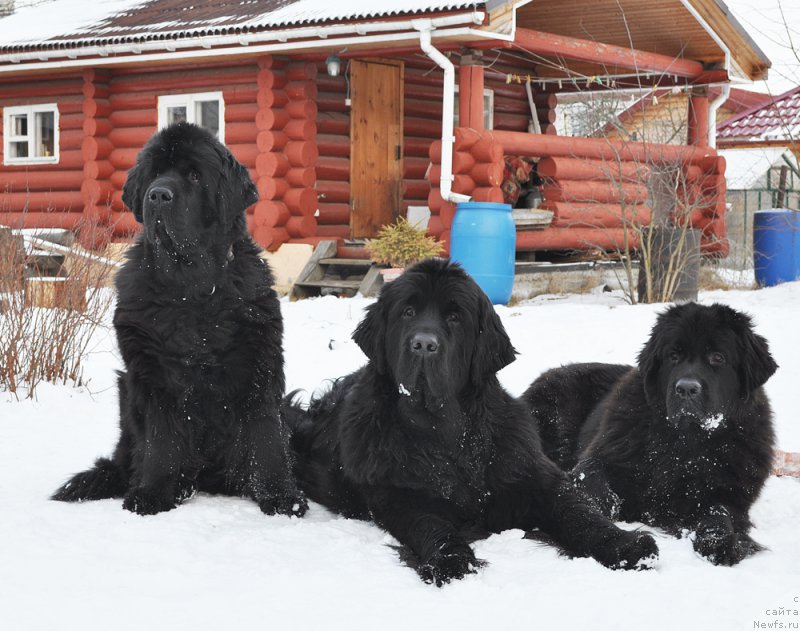 Фотография № 202142