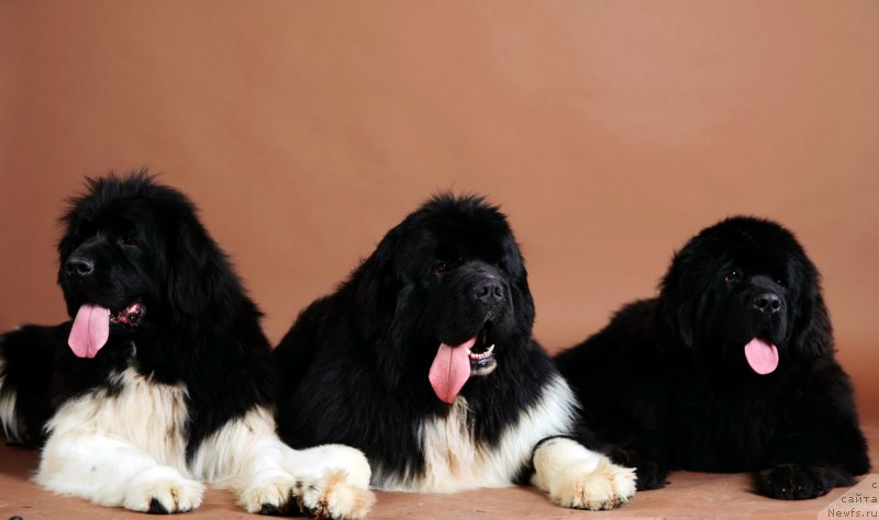 Фото: ньюфаундленд Супер Премиум Жрица Звезд (Super Premium Zhritsa Zvezd), ньюфаундленд Супер Премиум Рио де Жанейро (Super Premium Rio de Janeiro), ньюфаундленд Эксклюзив Коннэкшен Венеция