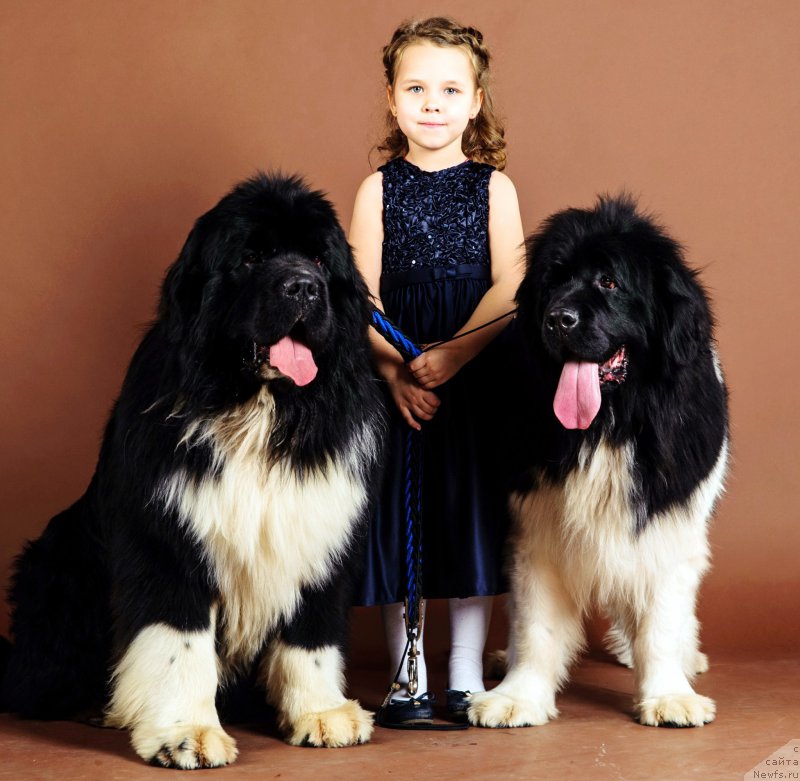 Фото: ньюфаундленд Супер Премиум Рио де Жанейро (Super Premium Rio de Janeiro), ньюфаундленд Супер Премиум Жрица Звезд (Super Premium Zhritsa Zvezd)