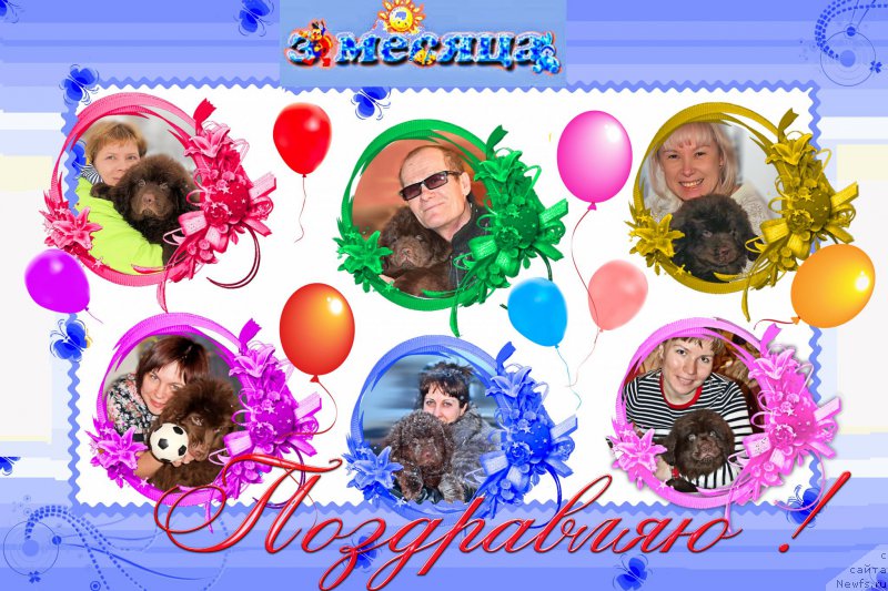 Фото: ньюфаундленд Сверкающая Гора Машаме (Sverkayuzhaya Gora Mashame), ньюфаундленд Чармер Денкам Бронз (Charmer Denkam Bronze), ньюфаундленд Браунблад МСК Сабина Эстер (Brownblood MSK Sabina Ester), ньюфаундленд Браунблад МСК Сидни Свитин Санлайт, ньюфаундленд Браунблад МСК Сэмми Лесс, ньюфаундленд Браунблад МСК Сайлас Соул Дрим, ньюфаундленд Браунблад МСК Стелла Софи, ньюфаундленд Браунблад МСК Севара Рейн