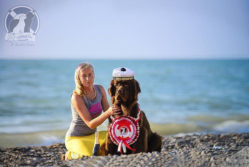 Фото: ньюфаундленд Фанньюф Же Тем Мон Ами Фиона, Валерия Александрова