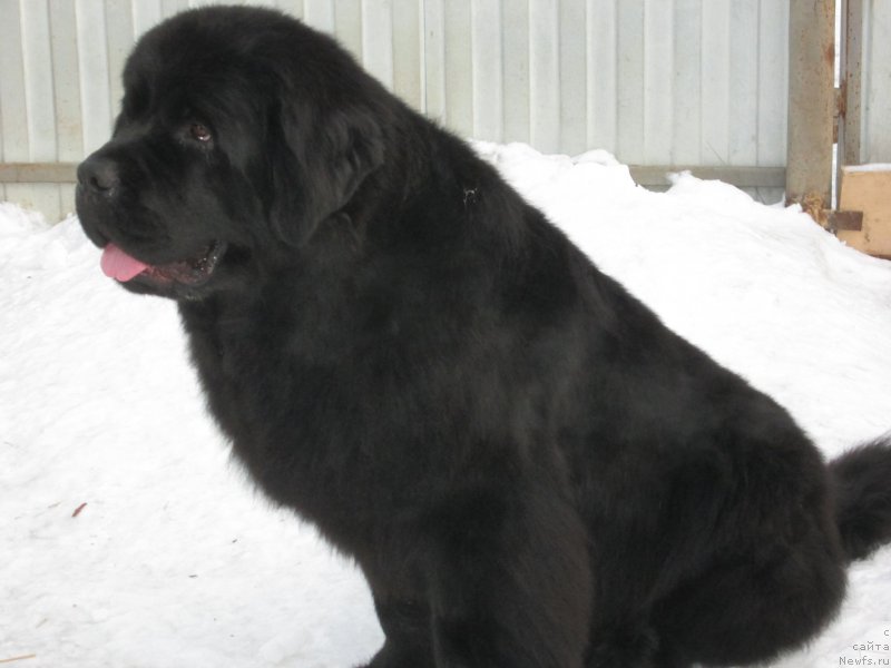 Фото: ньюфаундленд Хенриетта Аватар Анниес Лане (Henrietta Avatar Annies Lane)