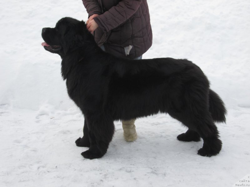 Фотография № 202153