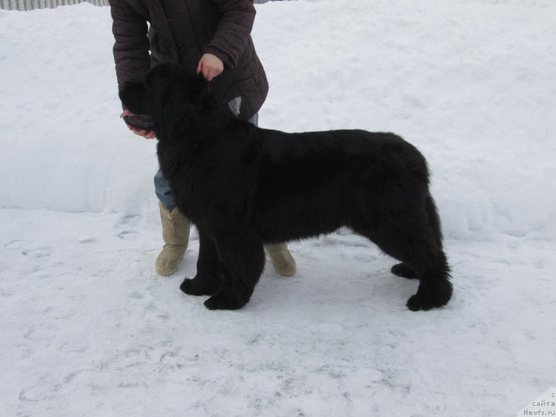 Фото: ньюфаундленд Хенриетта Аватар Анниес Лане (Henrietta Avatar Annies Lane)