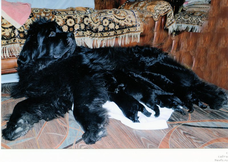 Фото: ньюфаундленд Абигаль Черч Винс (Abigail Cherch Vins)