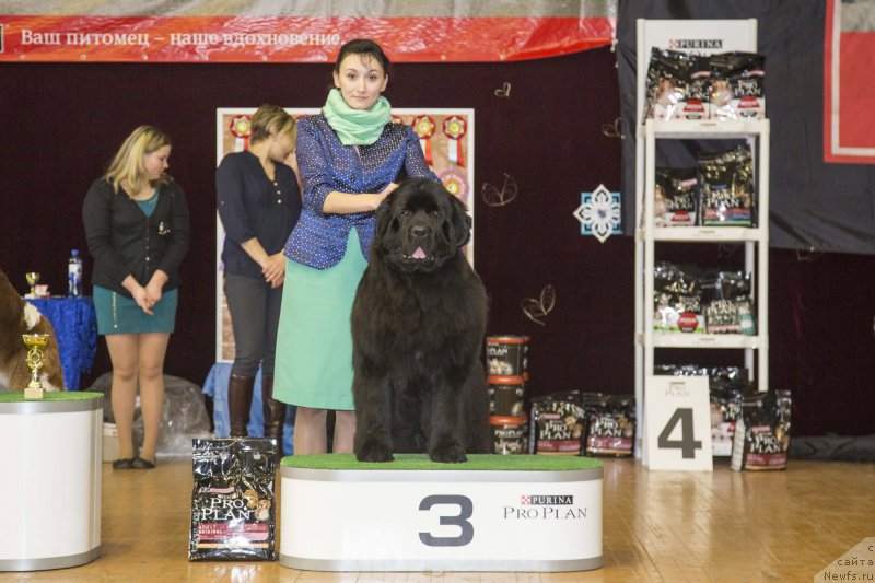 Фото: ньюфаундленд Акватория Келвин Явное Чудо