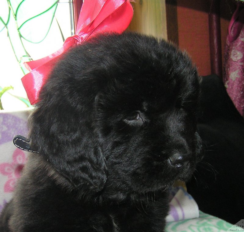 Фото: ньюфаундленд Матвей с Берега Дона (Matvey s Berega Dona)