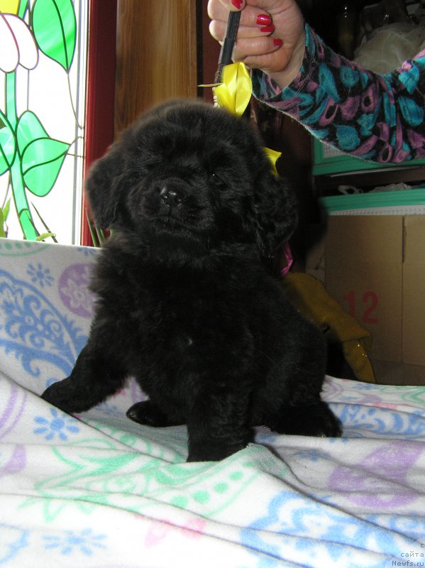 Фото: ньюфаундленд Матвей с Берега Дона (Matvey s Berega Dona)