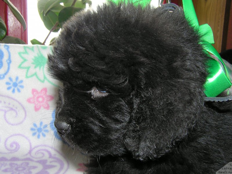 Фото: ньюфаундленд Матвей с Берега Дона (Matvey s Berega Dona)