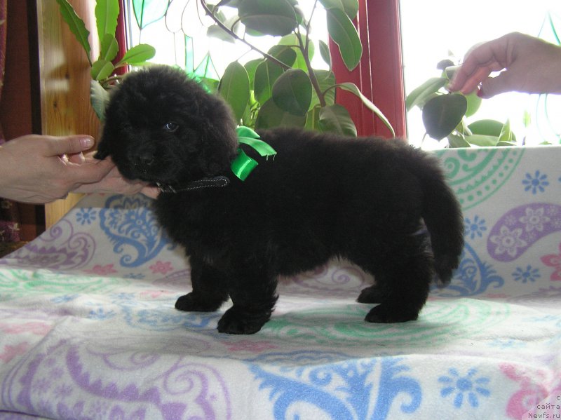 Фото: ньюфаундленд Матвей с Берега Дона (Matvey s Berega Dona)