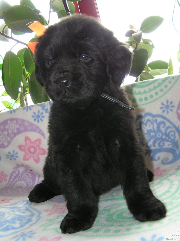 Фото: ньюфаундленд Матвей с Берега Дона (Matvey s Berega Dona)