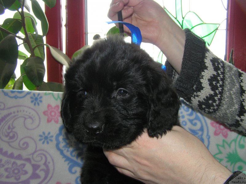 Фото: ньюфаундленд Матвей с Берега Дона (Matvey s Berega Dona)