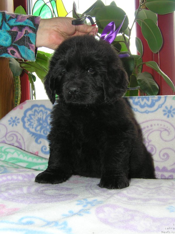 Фото: ньюфаундленд Матвей с Берега Дона (Matvey s Berega Dona)