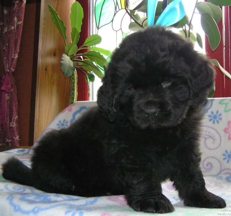 Фото: ньюфаундленд Матвей с Берега Дона (Matvey s Berega Dona)