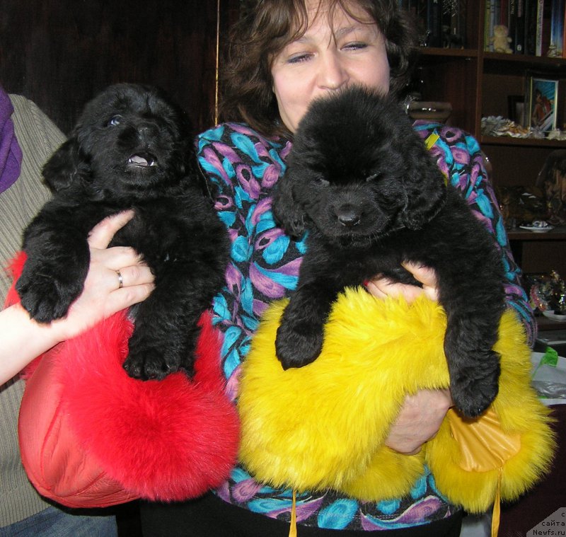 Фото: ньюфаундленд Матвей с Берега Дона (Matvey s Berega Dona)