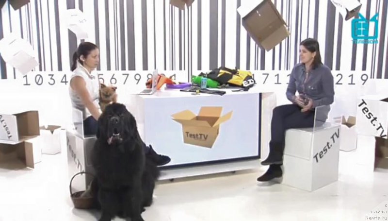 Фото: ньюфаундленд Смигар Ливерпульский Четвертак (Smigar Liverpulsiy Chetvertak)