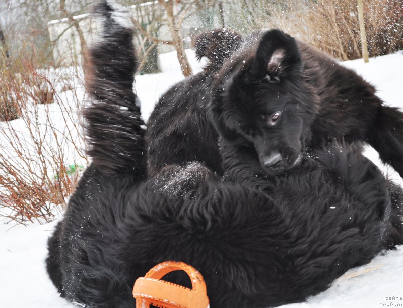 Фотография № 202179