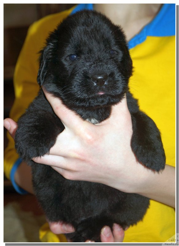 Фото: ньюфаундленд Енигматик Кингд Актуал Фабулоус (Enigmatic kingd Аctual Fabulous)