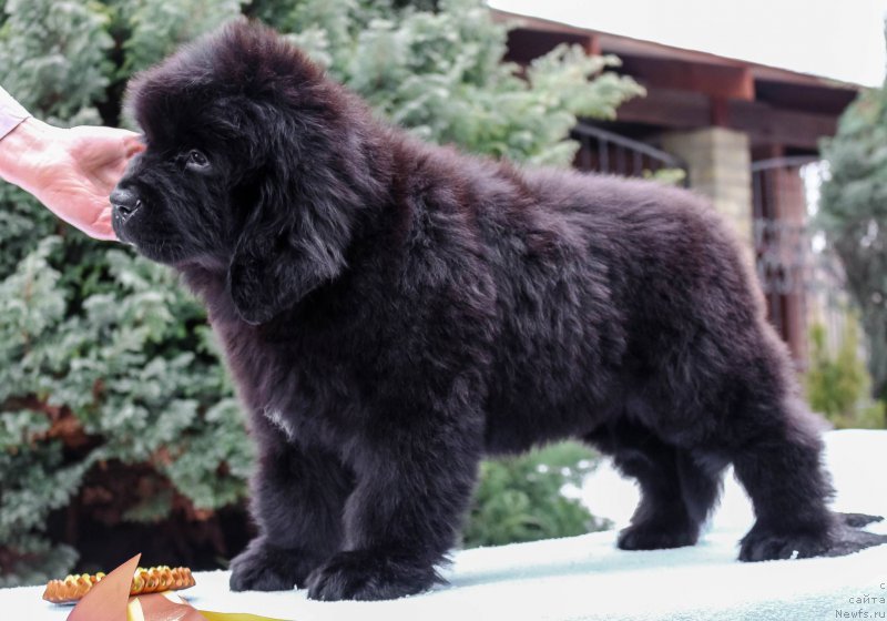 Фотография № 202189