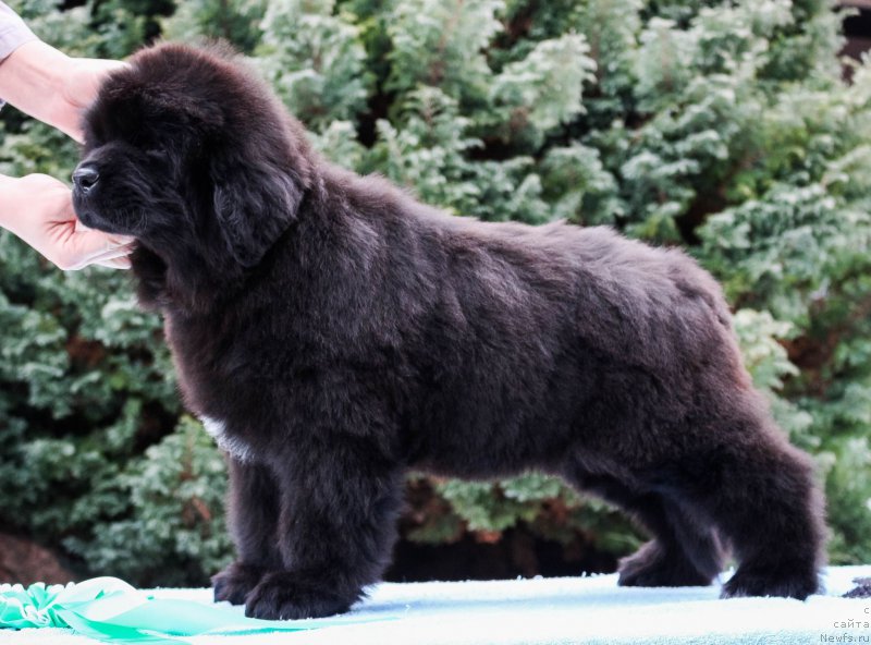 Фотография № 202193