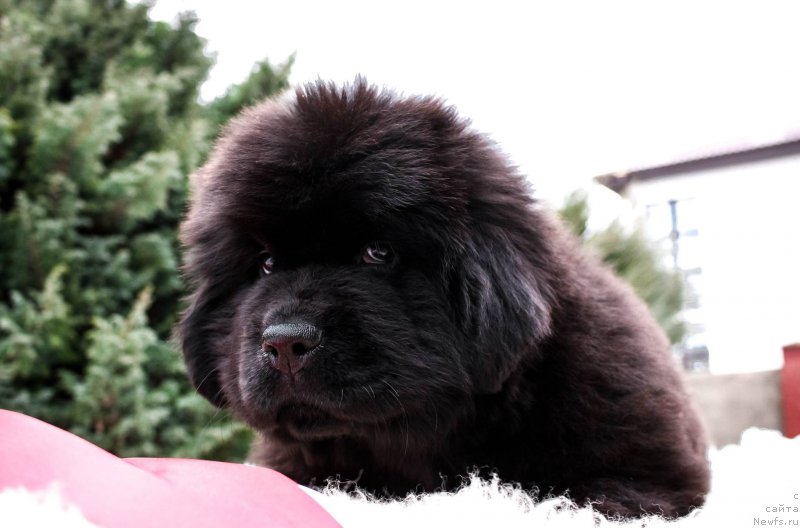 Фотография № 202196