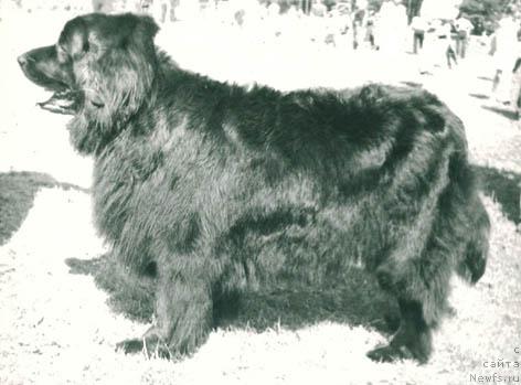 Фото: ньюфаундленд Лейдмар Долореса