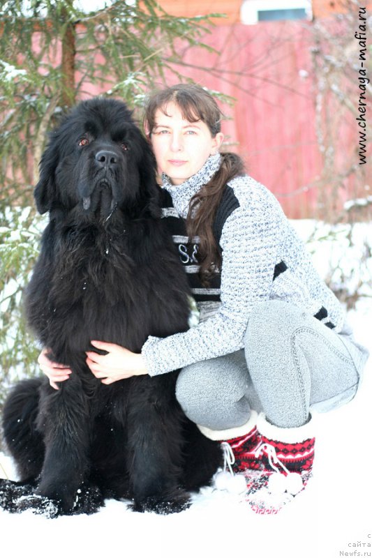 Фото: ньюфаундленд Черная Мафия Шенген Виза (Chernaya Mafia Shengen Visa)