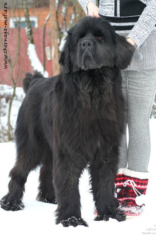 Фото: ньюфаундленд Черная Мафия Шенген Виза (Chernaya Mafia Shengen Visa)