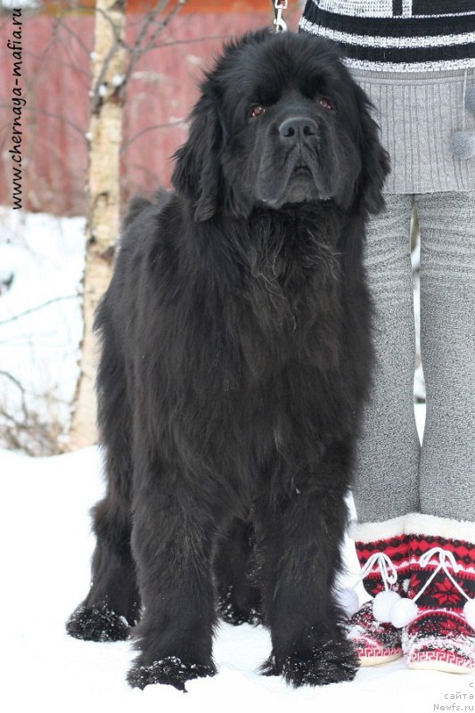 Фото: ньюфаундленд Черная Мафия Шенген Виза (Chernaya Mafia Shengen Visa)