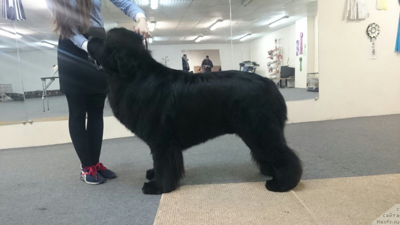 Фото: ньюфаундленд Супер Премиум Нао Дел Трато