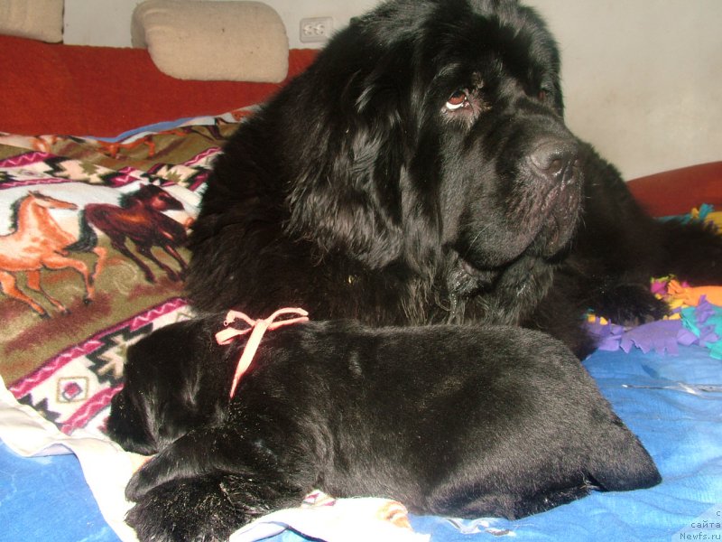 Фото: ньюфаундленд Линда Вялiкi Мядзведзь, ньюфаундленд Анабель Мой Ангел