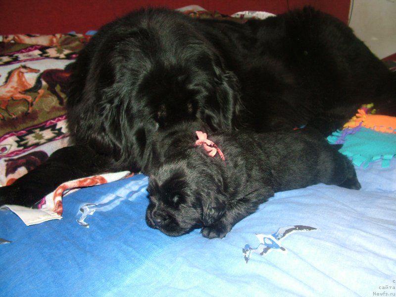 Фото: ньюфаундленд Линда Вялiкi Мядзведзь, ньюфаундленд Анабель Мой Ангел