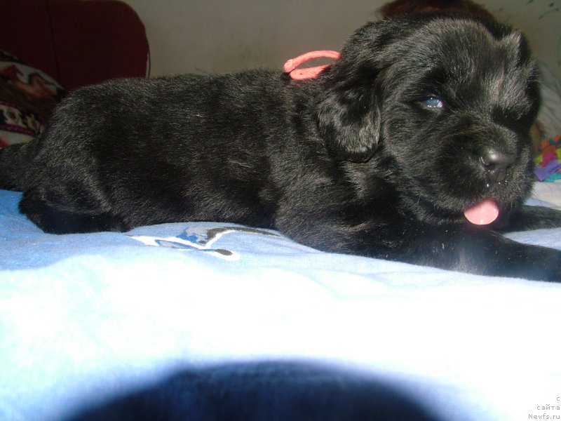Фото: ньюфаундленд Анабель Мой Ангел