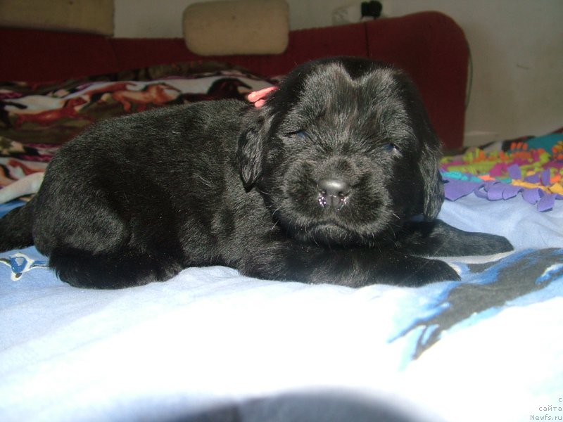 Фото: ньюфаундленд Анабель Мой Ангел