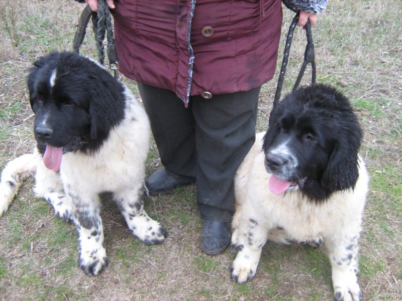 Фото: ньюфаундленд Тальяночка Морской Медведь (Talyanochka Morskoy Medved), ньюфаундленд Таурика Морской Медведь (Taurika Morskoy Medved)