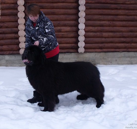 Фото: ньюфаундленд Матвей с Берега Дона (Matvey s Berega Dona)