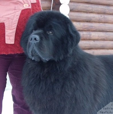 Фото: ньюфаундленд Матвей с Берега Дона (Matvey s Berega Dona)