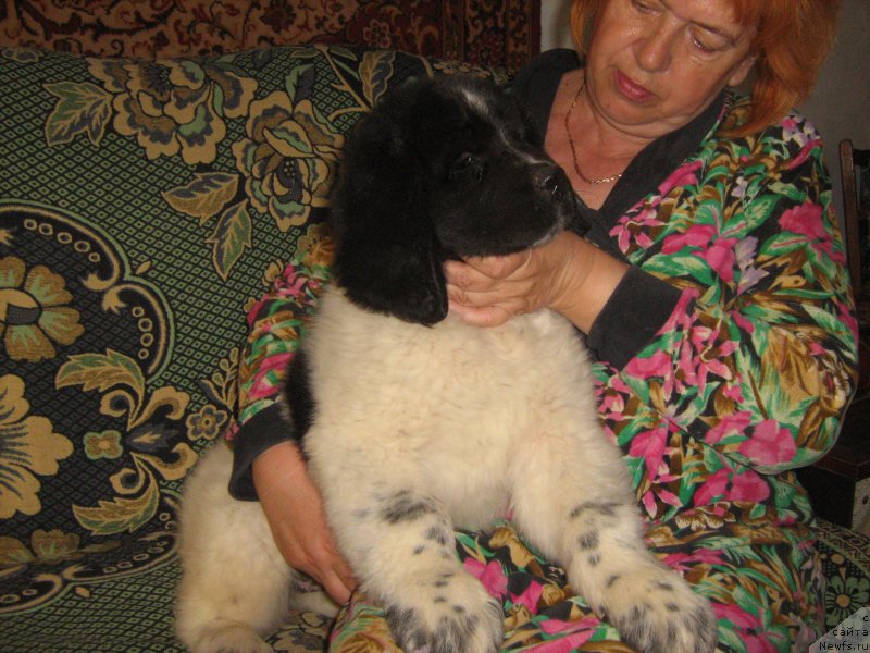 Фото: ньюфаундленд Таурика Морской Медведь (Taurika Morskoy Medved)