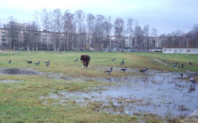 Фотография № 20224