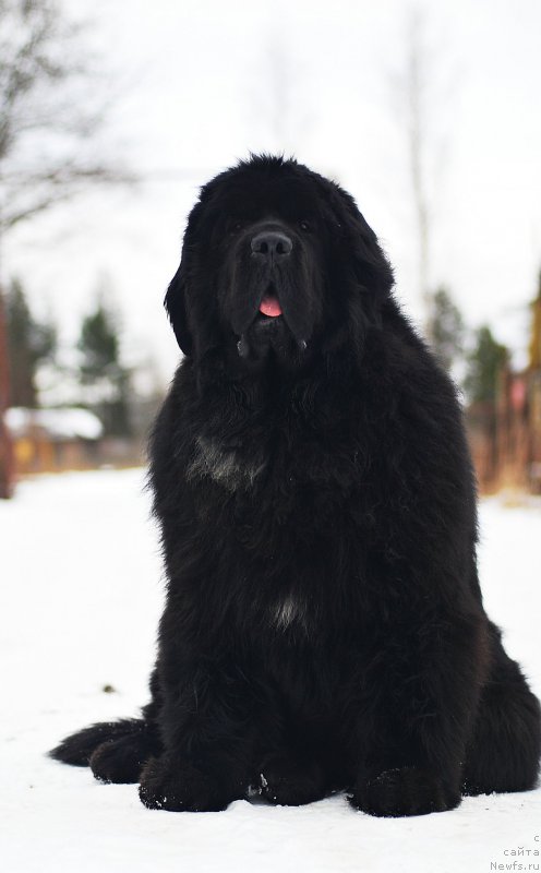 Фотография № 202243