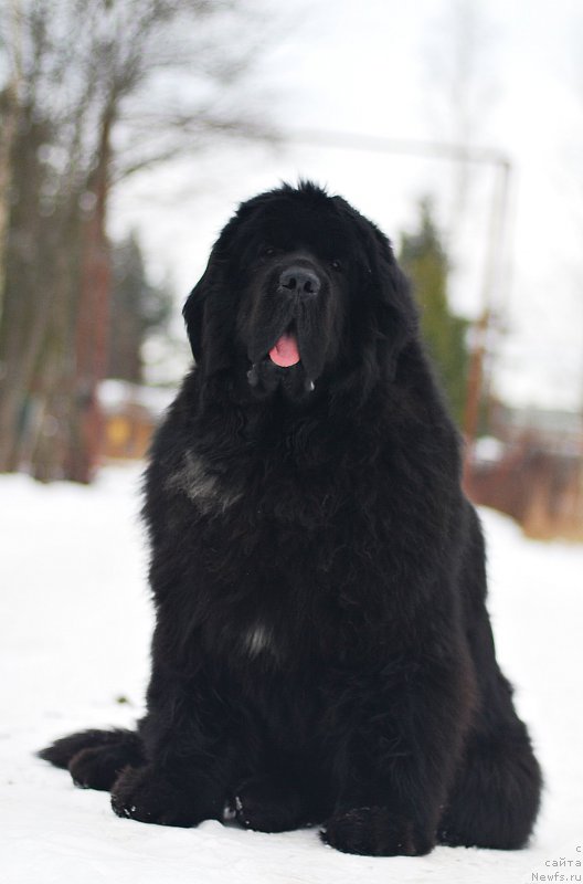 Фотография № 202244