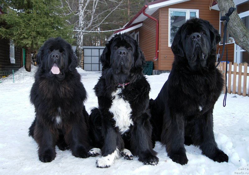 Фотография № 202248